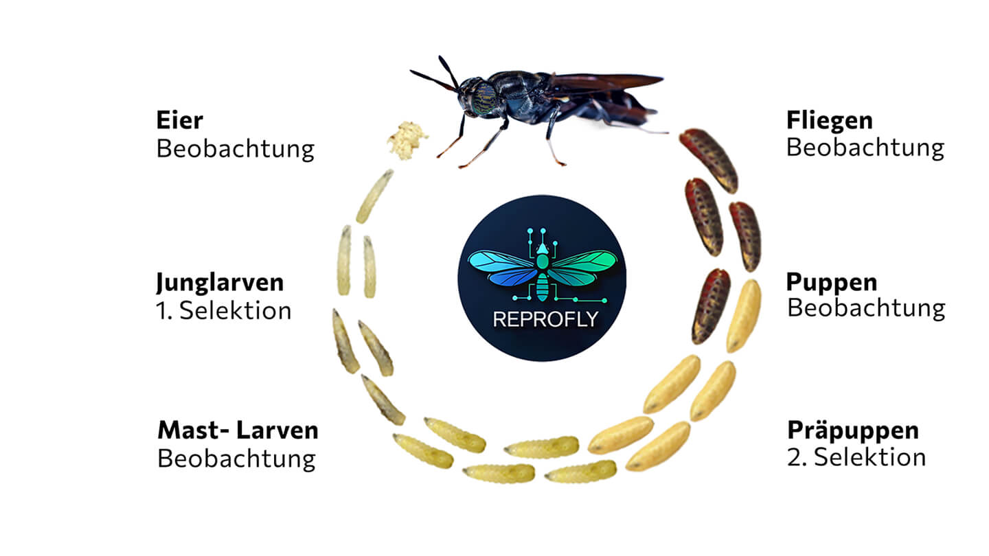 reprofly-image1-gallery