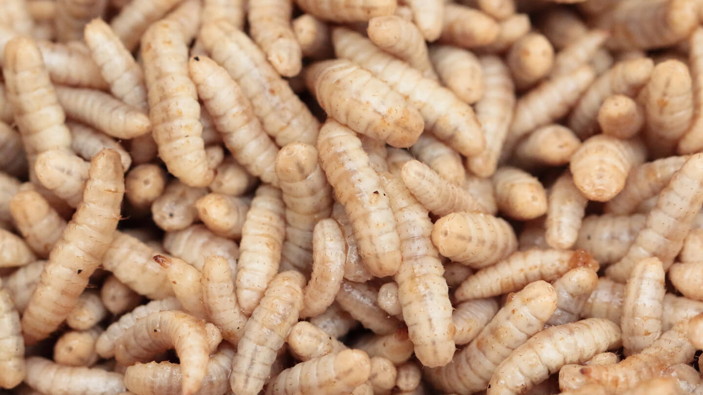 reprofly-image3-gallery