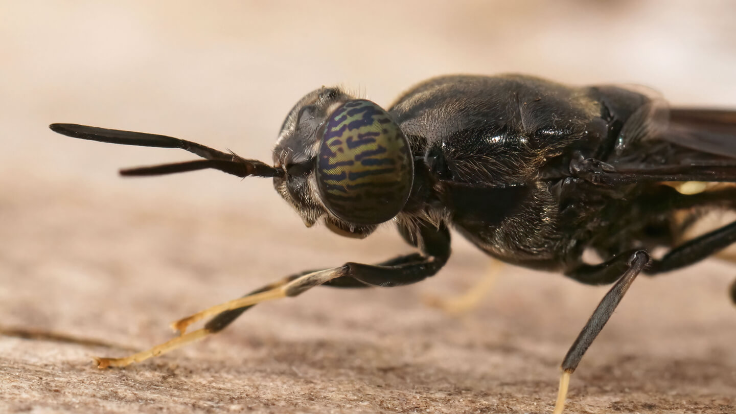 reprofly-image4-gallery